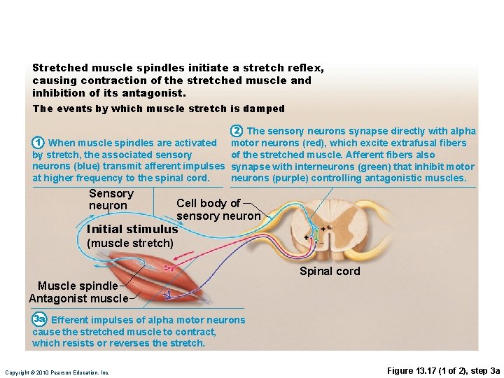 Stretched muscle spindles initiate a stretch reflex, causing contraction of the stretched muscle and