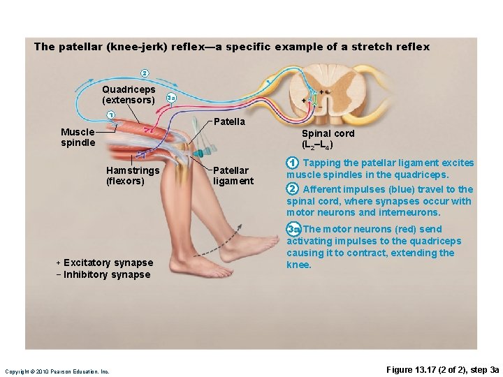 The patellar (knee-jerk) reflex—a specific example of a stretch reflex 2 Quadriceps (extensors) 1