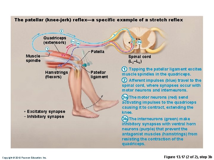 The patellar (knee-jerk) reflex—a specific example of a stretch reflex 2 Quadriceps (extensors) 1