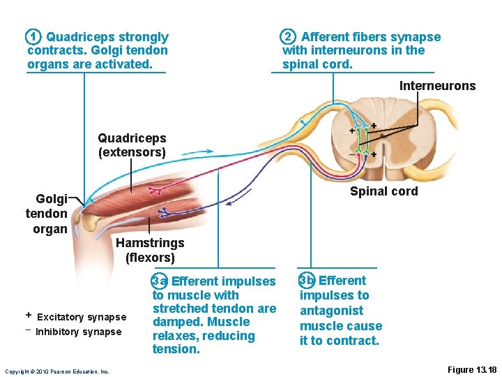 1 Quadriceps strongly contracts. Golgi tendon organs are activated. 2 Afferent fibers synapse with