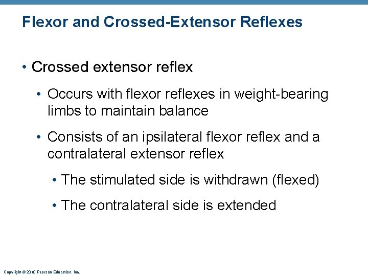 Flexor and Crossed-Extensor Reflexes • Crossed extensor reflex • Occurs with flexor reflexes in