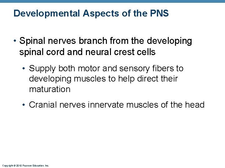 Developmental Aspects of the PNS • Spinal nerves branch from the developing spinal cord