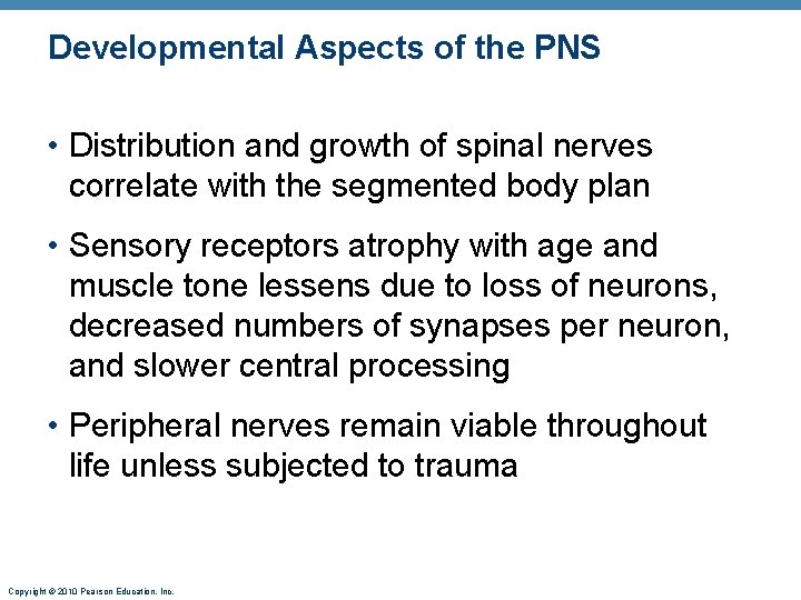 Developmental Aspects of the PNS • Distribution and growth of spinal nerves correlate with