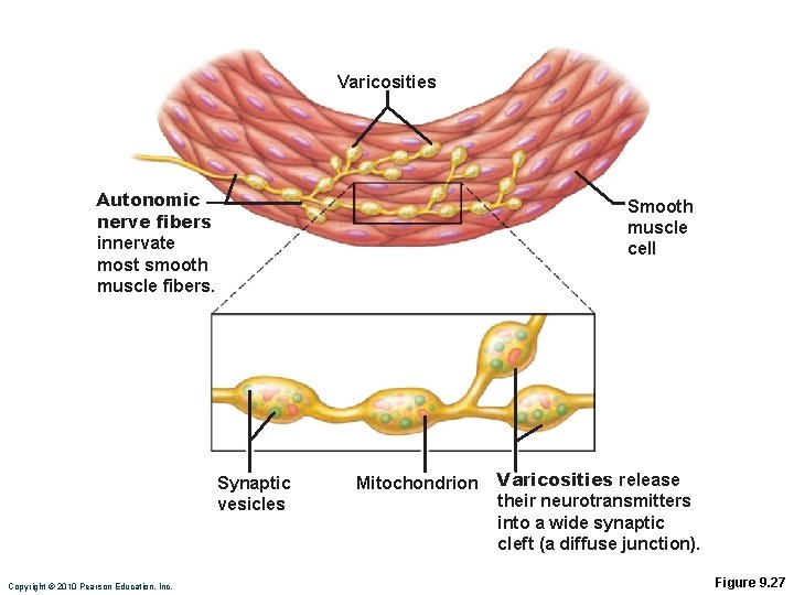 Varicosities Autonomic nerve fibers innervate most smooth muscle fibers. Smooth muscle cell Synaptic vesicles