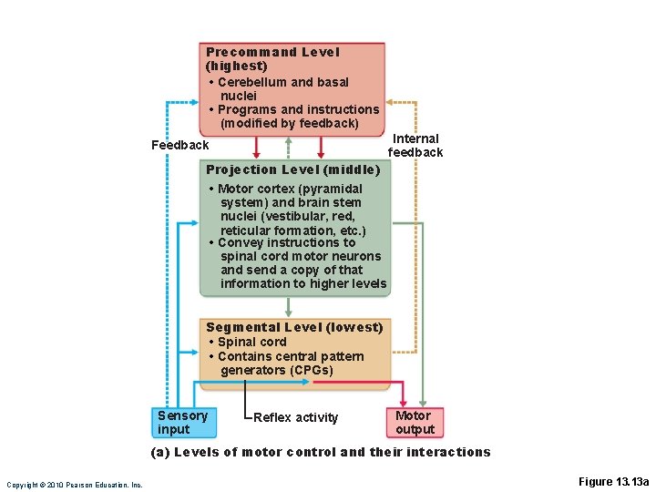 Precommand Level (highest) • Cerebellum and basal nuclei • Programs and instructions (modified by