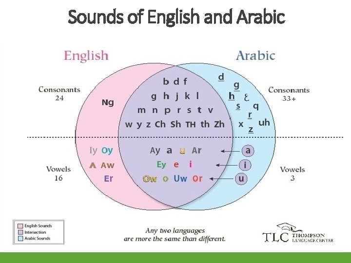 Sounds of English and Arabic 