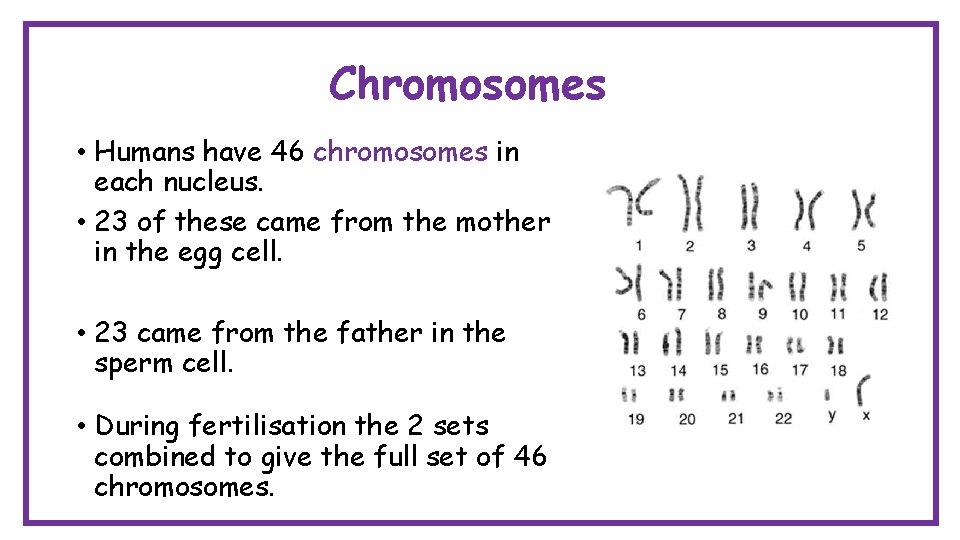 Chromosomes • Humans have 46 chromosomes in each nucleus. • 23 of these came