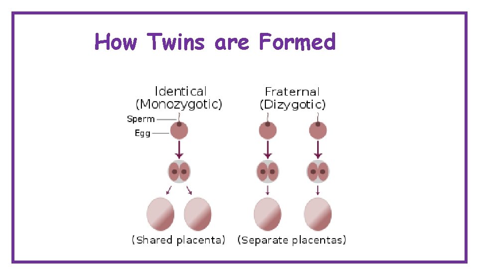 How Twins are Formed 