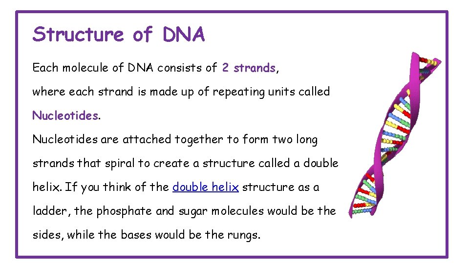 Structure of DNA Each molecule of DNA consists of 2 strands, where each strand