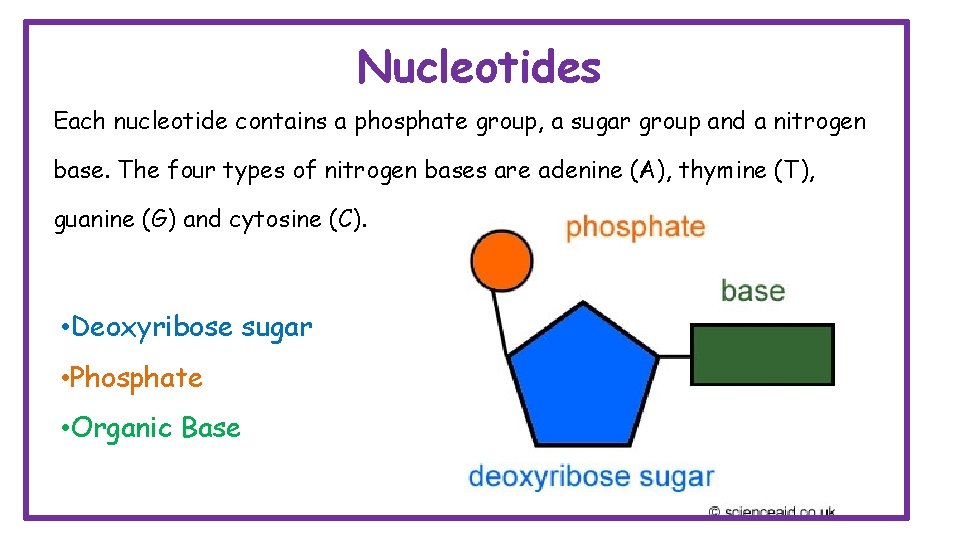 Nucleotides Each nucleotide contains a phosphate group, a sugar group and a nitrogen base.