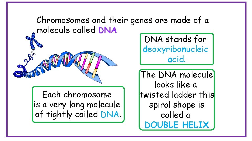 Chromosomes and their genes are made of a molecule called DNA stands for deoxyribonucleic