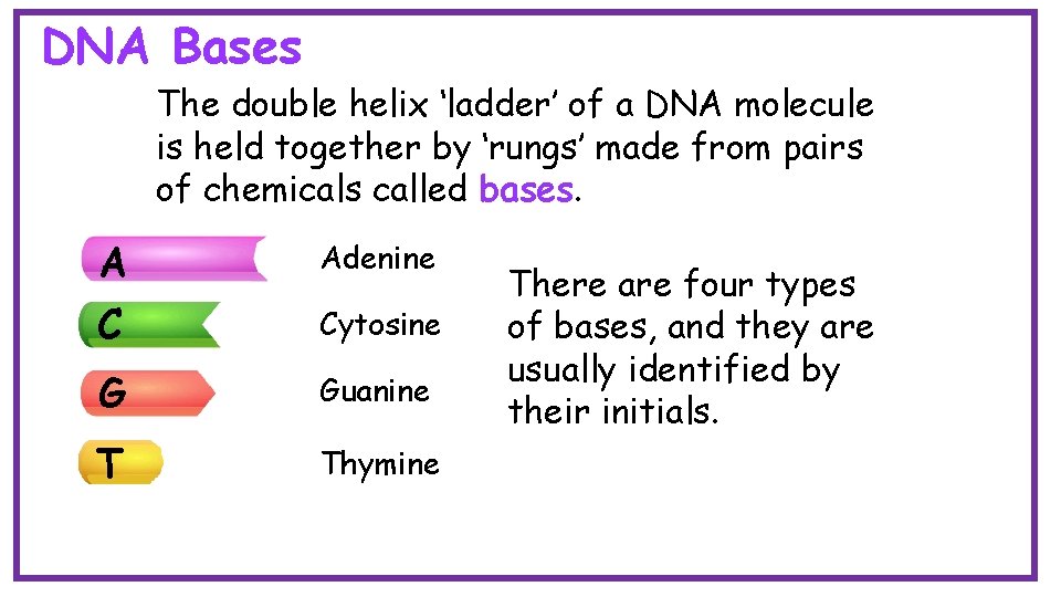 DNA Bases The double helix ‘ladder’ of a DNA molecule is held together by