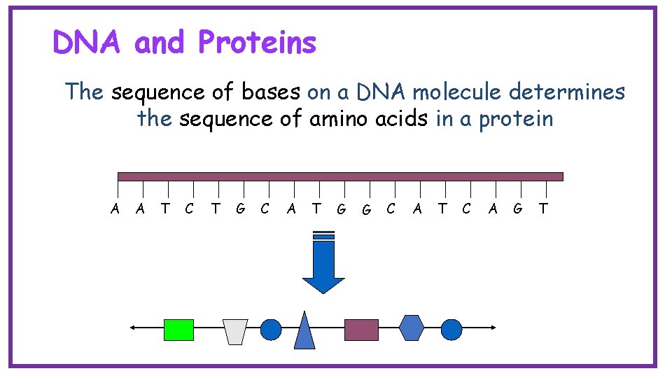 DNA and Proteins The sequence of bases on a DNA molecule determines the sequence