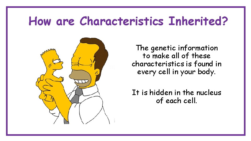 How are Characteristics Inherited? The genetic information to make all of these characteristics is