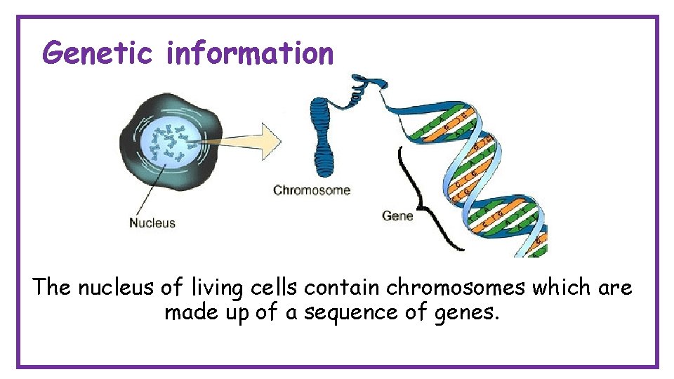 Genetic information The nucleus of living cells contain chromosomes which are made up of