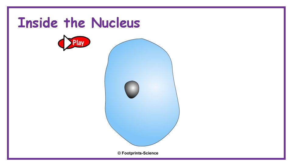 Inside the Nucleus 