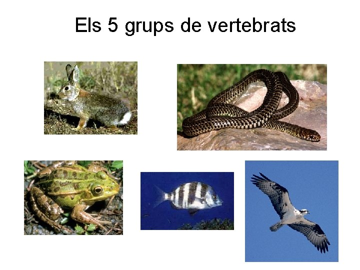 Els 5 grups de vertebrats 