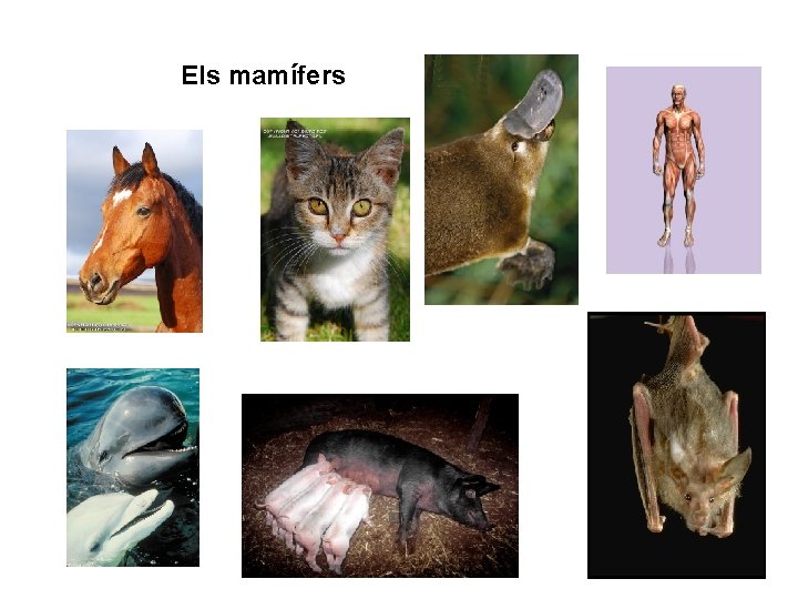 Els mamífers 