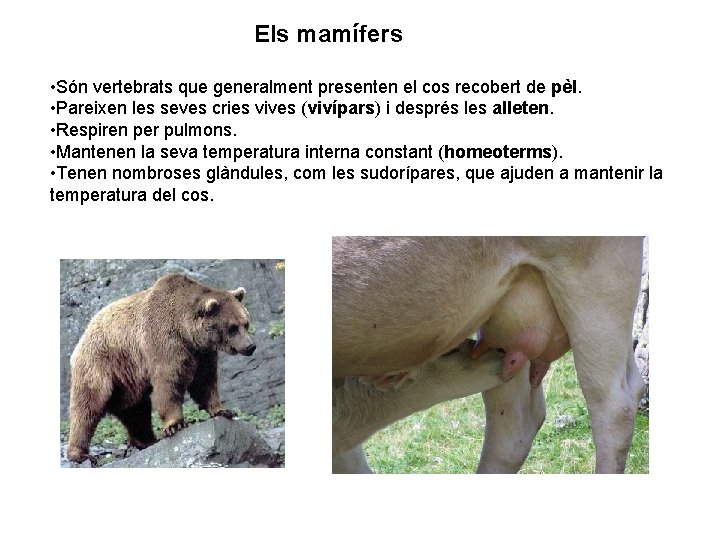 Els mamífers • Són vertebrats que generalment presenten el cos recobert de pèl. •