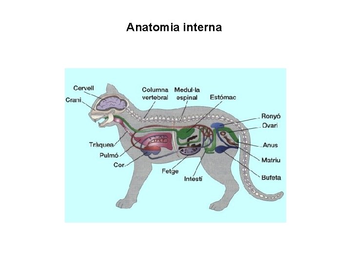 Anatomia interna 