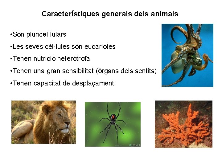 Característiques generals dels animals • Són pluricel·lulars • Les seves cèl·lules són eucariotes •