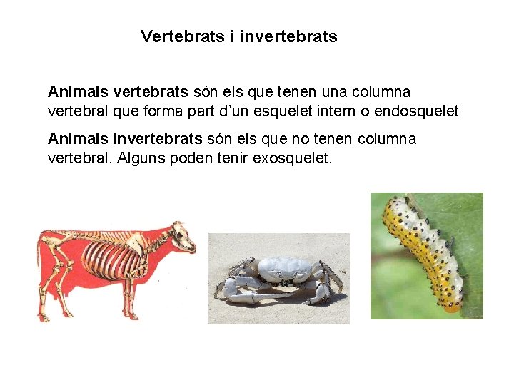 Vertebrats i invertebrats Animals vertebrats són els que tenen una columna vertebral que forma