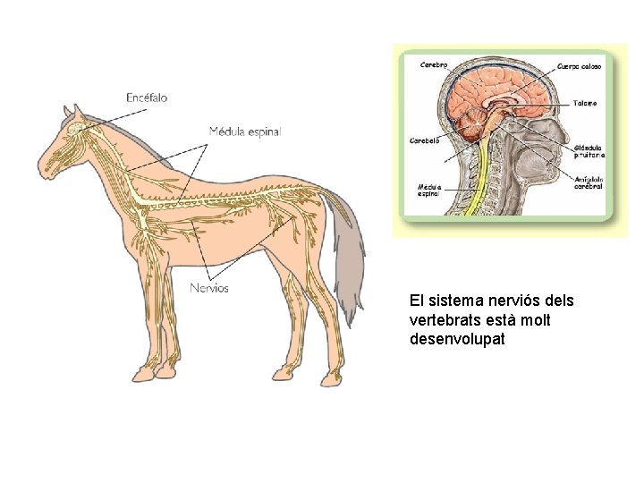 El sistema nerviós dels vertebrats està molt desenvolupat 