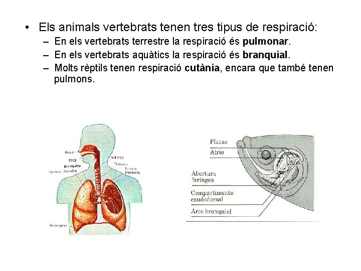  • Els animals vertebrats tenen tres tipus de respiració: – En els vertebrats