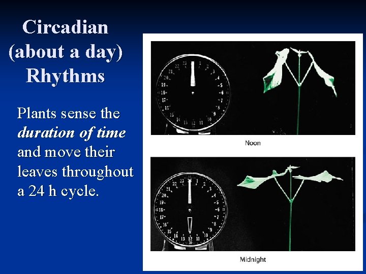 Circadian (about a day) Rhythms Plants sense the duration of time and move their