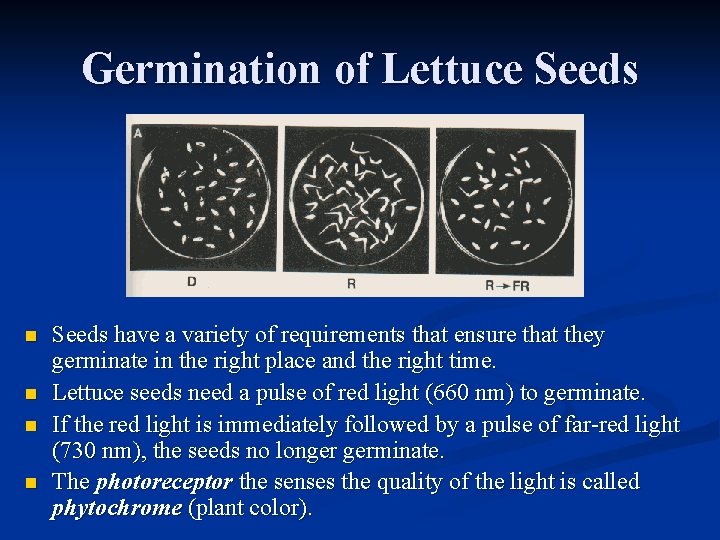 Germination of Lettuce Seeds n n Seeds have a variety of requirements that ensure