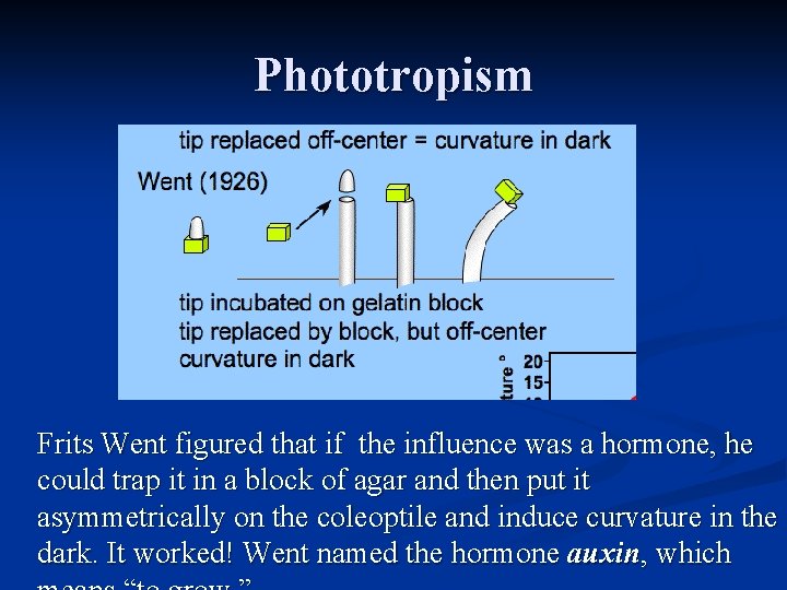 Phototropism Frits Went figured that if the influence was a hormone, he could trap