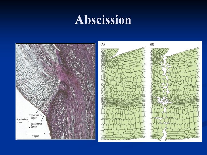 Abscission 