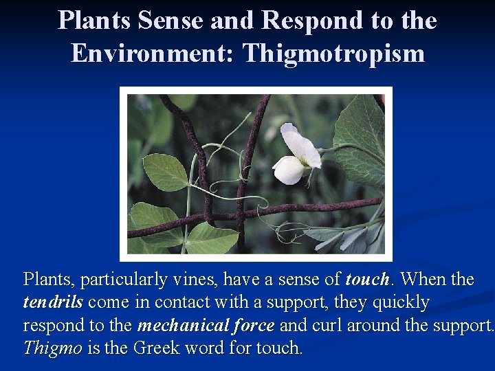 Plants Sense and Respond to the Environment: Thigmotropism Plants, particularly vines, have a sense