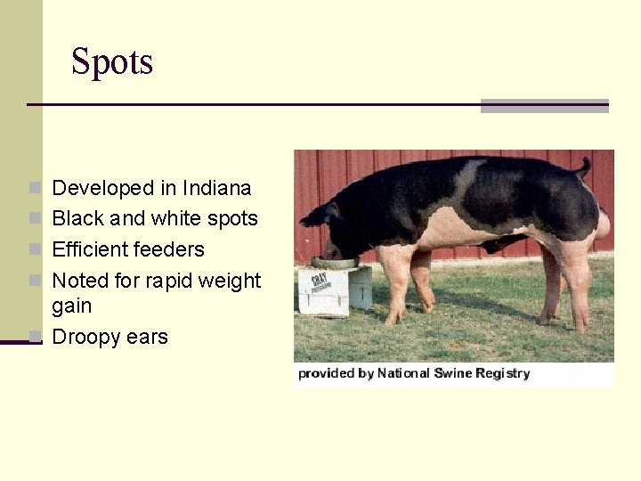 Spots n Developed in Indiana n Black and white spots n Efficient feeders n