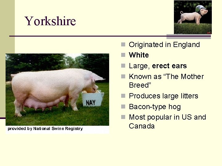 Yorkshire n Originated in England n White n Large, erect ears n Known as