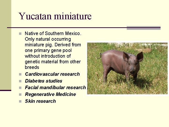 Yucatan miniature n Native of Southern Mexico. n n n Only natural occurring miniature
