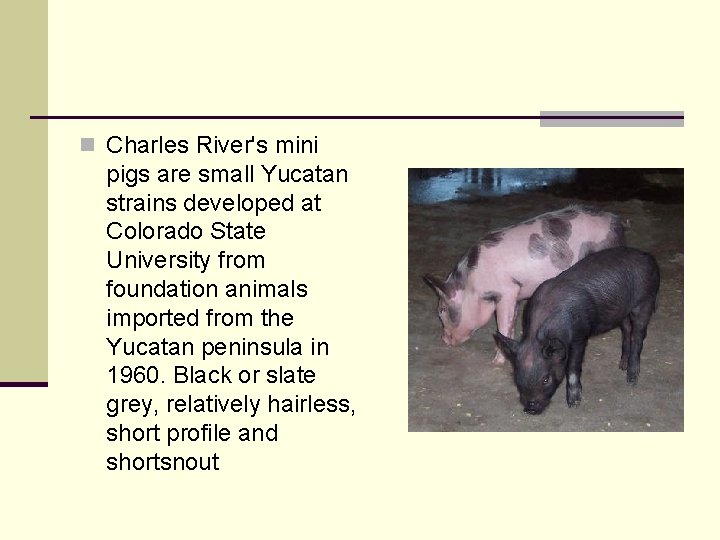 n Charles River's mini pigs are small Yucatan strains developed at Colorado State University