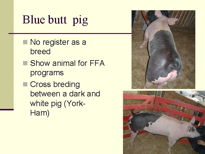 Blue butt pig n No register as a breed n Show animal for FFA