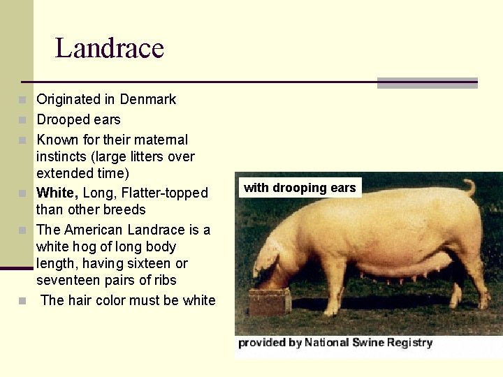 Landrace n Originated in Denmark n Drooped ears n Known for their maternal instincts