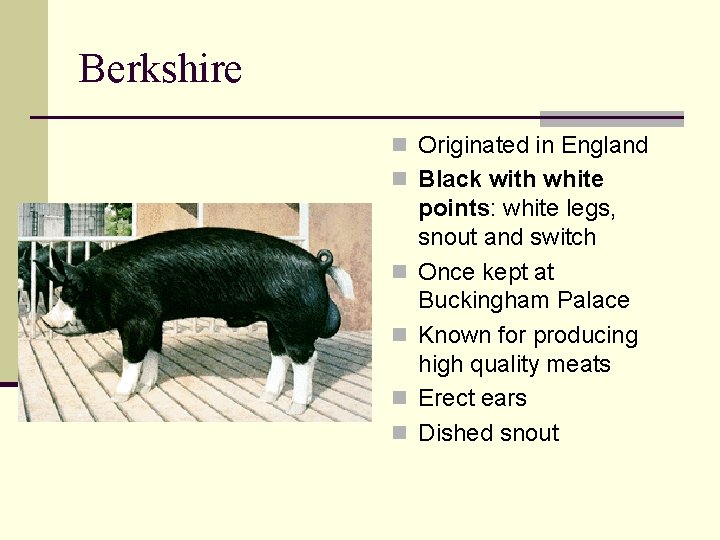 Berkshire n Originated in England n Black with white n n points: white legs,