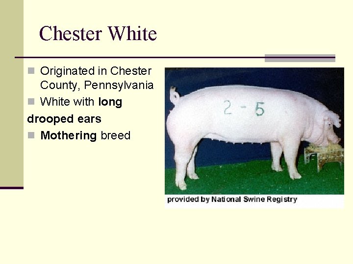 Chester White n Originated in Chester County, Pennsylvania n White with long drooped ears