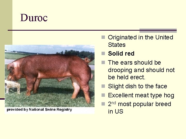 Duroc n Originated in the United n n n States Solid red The ears