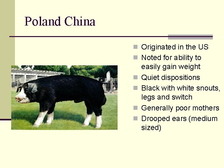 Poland China n Originated in the US n Noted for ability to n n