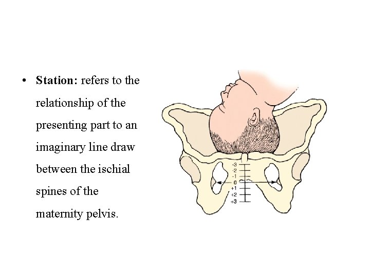  • Station: refers to the relationship of the presenting part to an imaginary
