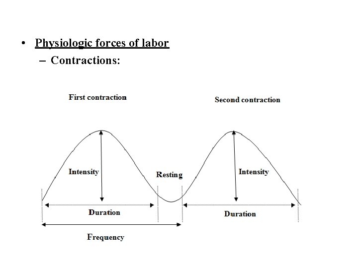  • Physiologic forces of labor – Contractions: 