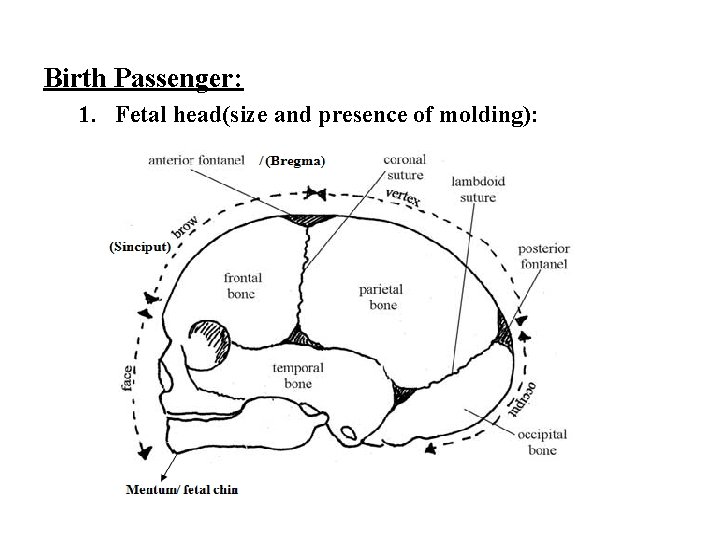 Birth Passenger: 1. Fetal head(size and presence of molding): 