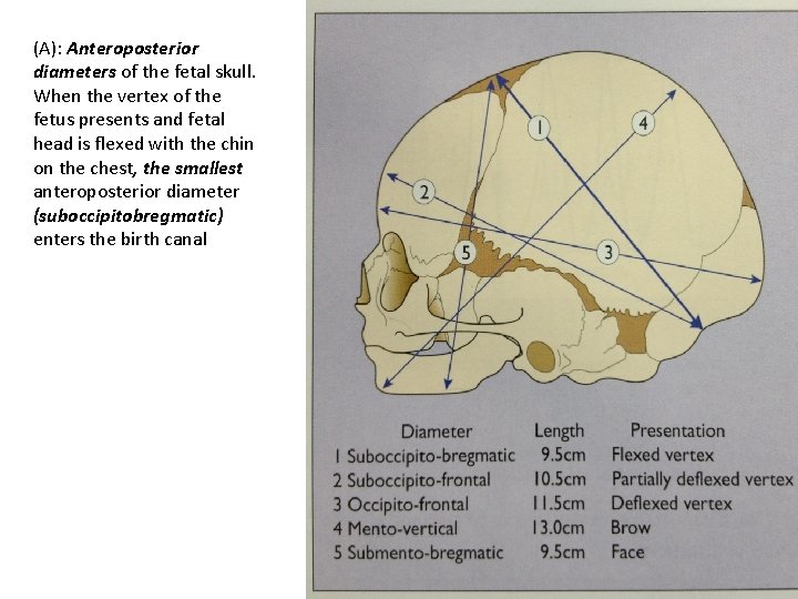 (A): Anteroposterior diameters of the fetal skull. When the vertex of the fetus presents