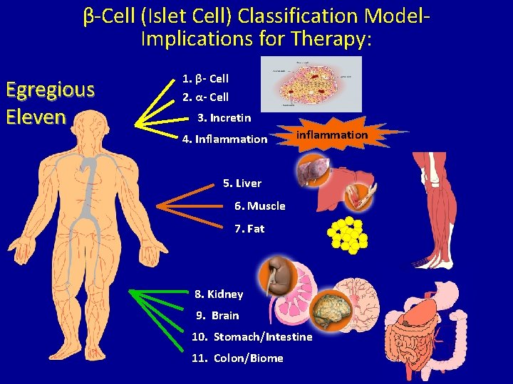 β-Cell (Islet Cell) Classification Model. Implications for Therapy: Egregious Eleven 1. β- Cell 2.