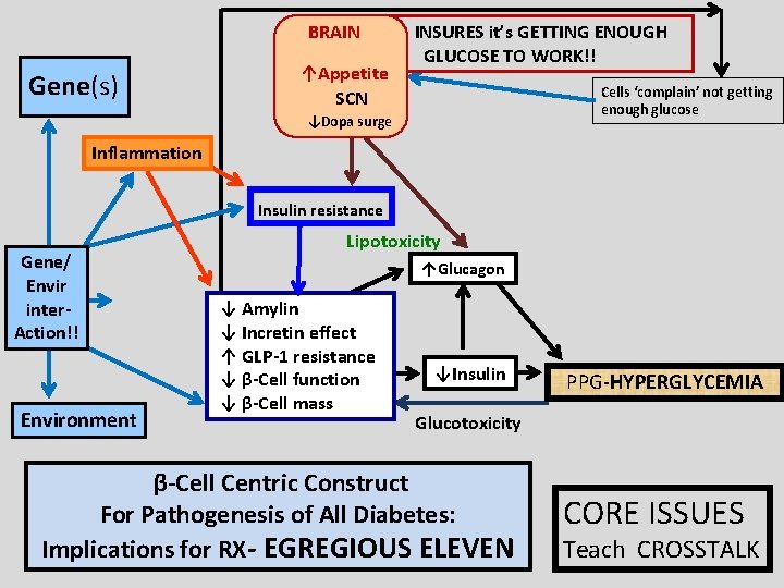 BRAIN Gene(s) ↑Appetite SCN INSURES it’s GETTING ENOUGH GLUCOSE TO WORK!! Cells ‘complain’ not