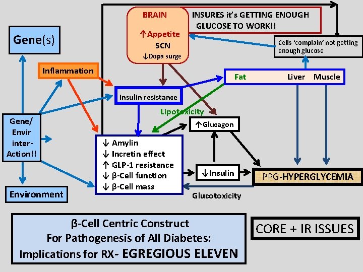 BRAIN Gene(s) ↑Appetite SCN INSURES it’s GETTING ENOUGH GLUCOSE TO WORK!! Cells ‘complain’ not